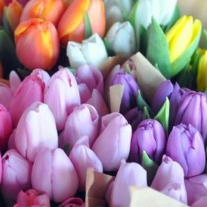 Meet your Posher, Shannon